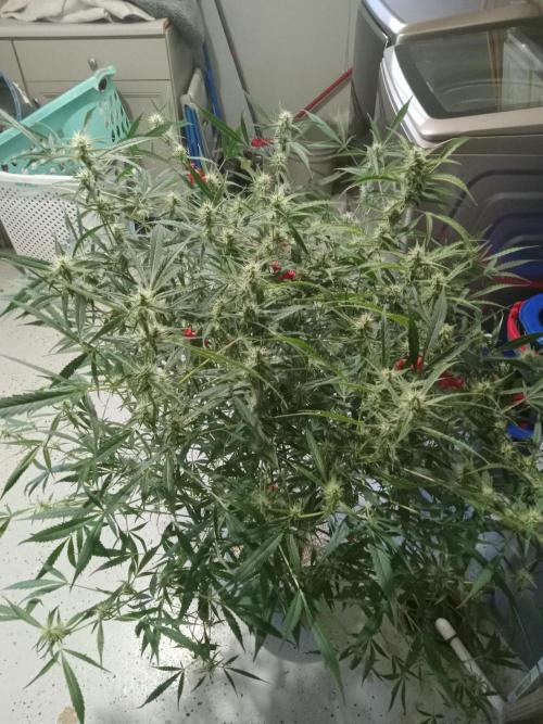 nasc purple lemonade. Week 14
