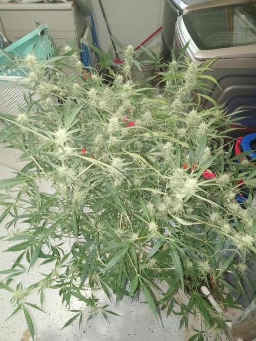 nasc purple lemonade. Week 14