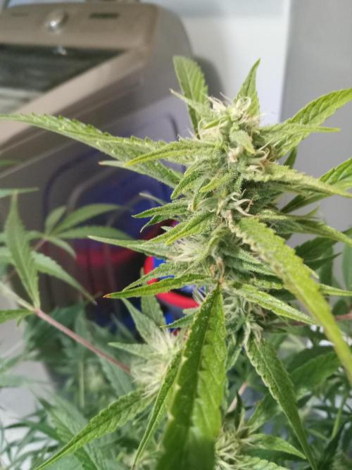 nasc purple lemonade. Week 14