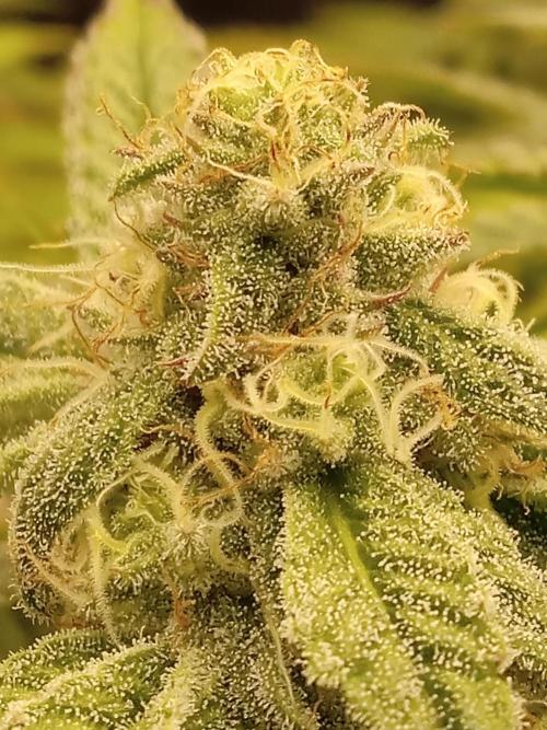 Cap junky yeilders clone. Week 20