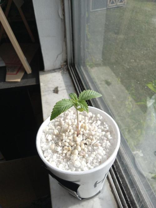 Afghan hashplant auto. Week 2