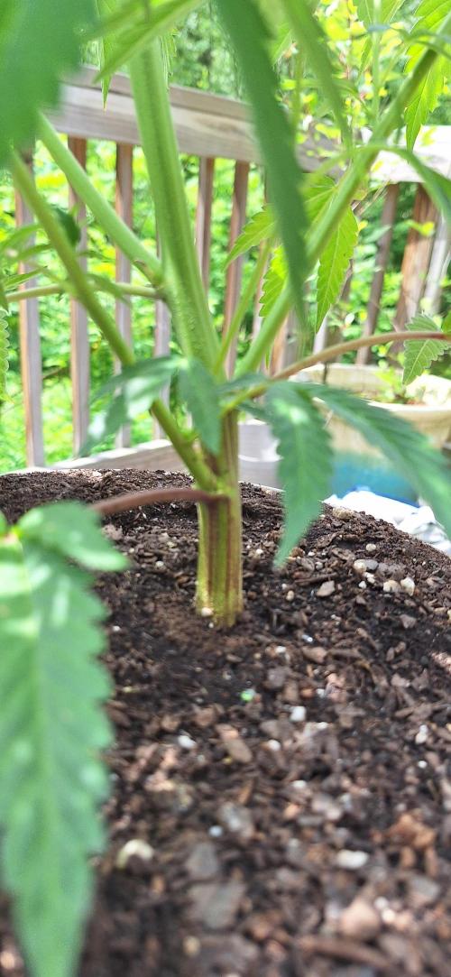 Rainy. Week 10 - Stem and petioles have reddish streaks.