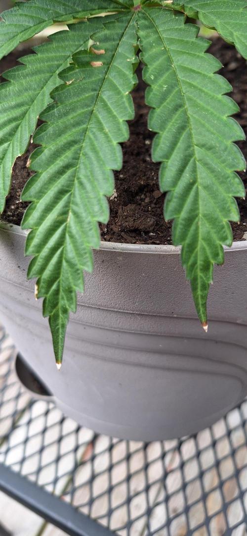 Rainy. Week 10 - Noticed the tips of the lower leaf sets turning pale/white/brown. Some spotting.