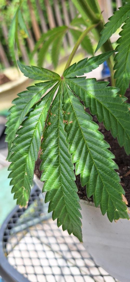 Rainy. Week 10 - Noticed the tips of the lower leaf sets turning pale/white/brown. Some spotting.