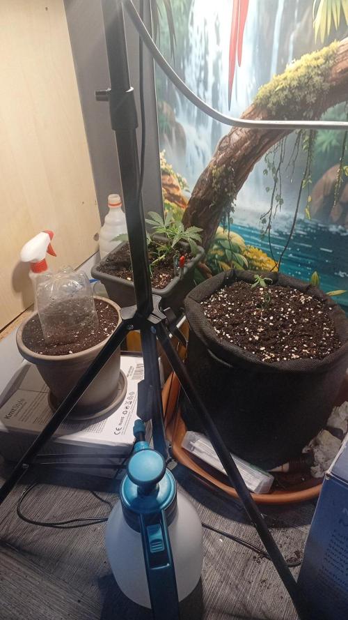 Gorilla Cookies. Week 0