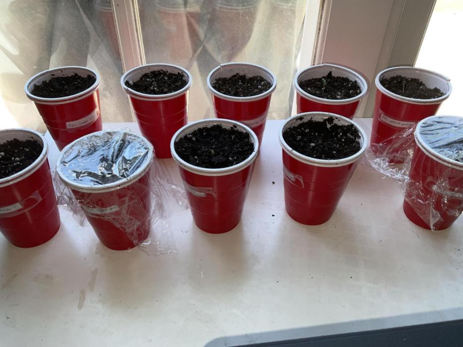 Auto Grow. Week 0