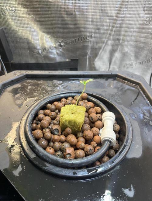 DWC Hydroponics Grow System 7 Gallon DWC 2 Buckets. Week 0