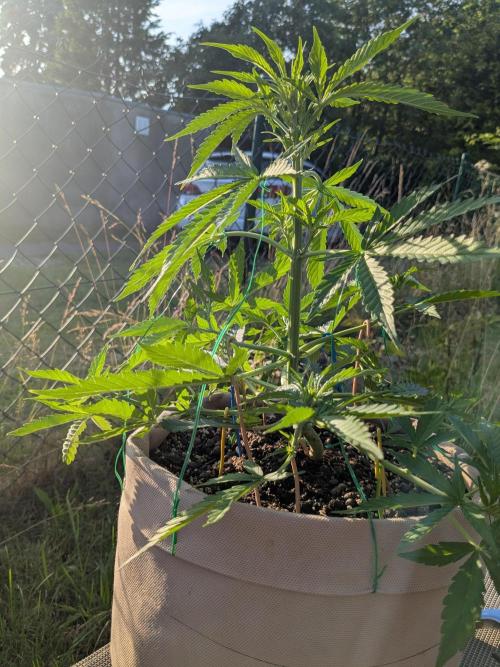 Lemon Z. Week 7