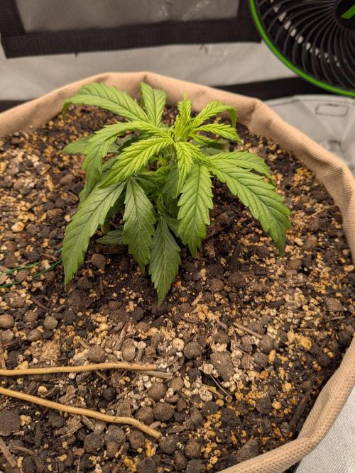 Tropicana Cookies FF. Week 2