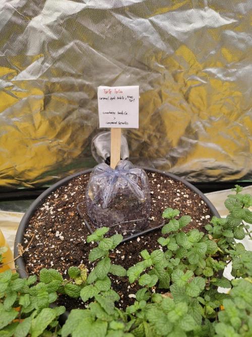 The Grow Tent vol.3. Week 0