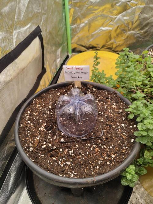 The Grow Tent vol.3. Week 0