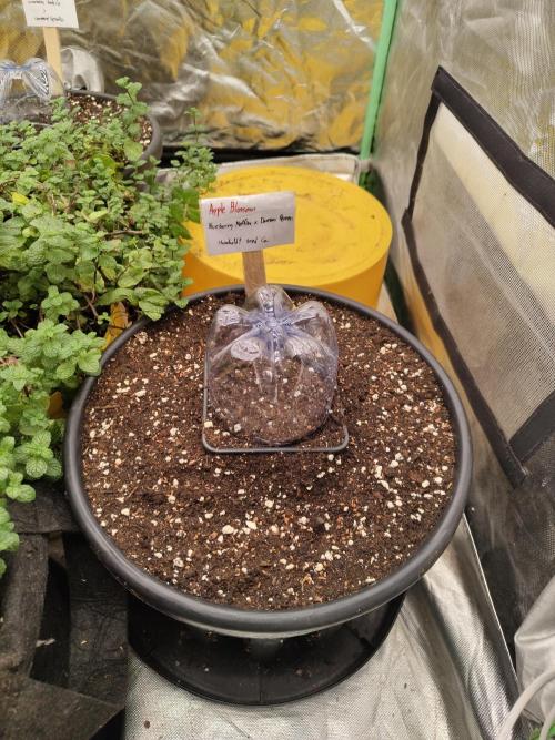 The Grow Tent vol.3. Week 0