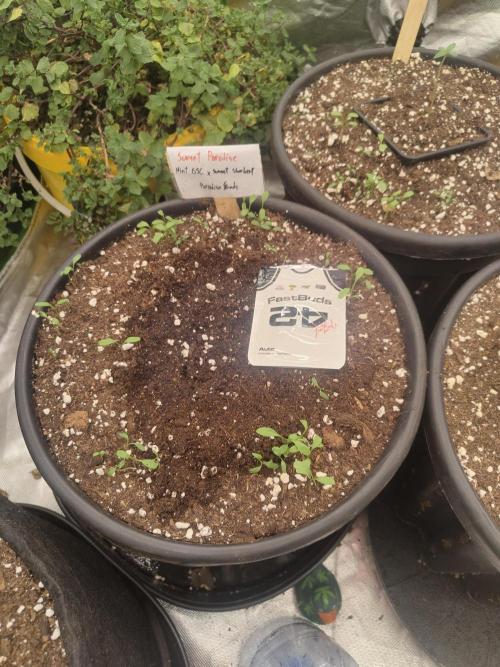 The Grow Tent vol.3. Week 1 - Not sure whether a delayed auto is a good addition to these photoperiods but here we go ¯_(ツ)_/¯