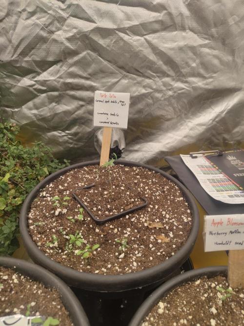 The Grow Tent vol.3. Week 1