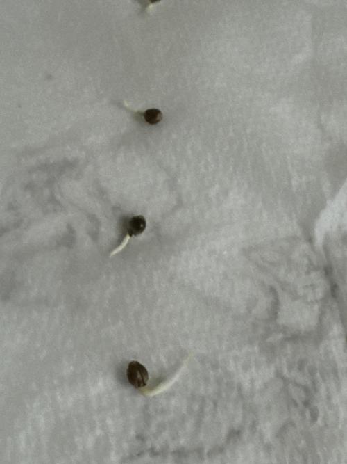 Super skunk lemon g. Week 0 - Put in peat pellets.  In the doom 