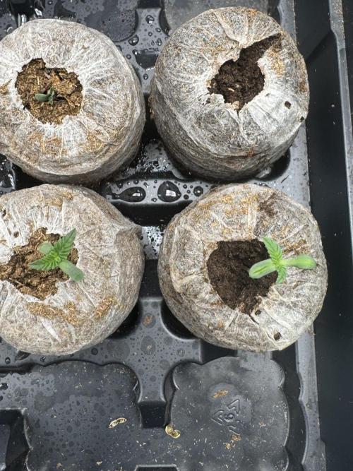 Super skunk lemon g. Week 0 - 6 day old seedlings