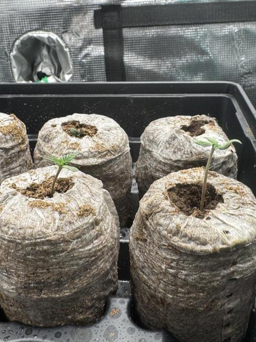 Super skunk lemon g. Week 0 - 6 day old seedlings 