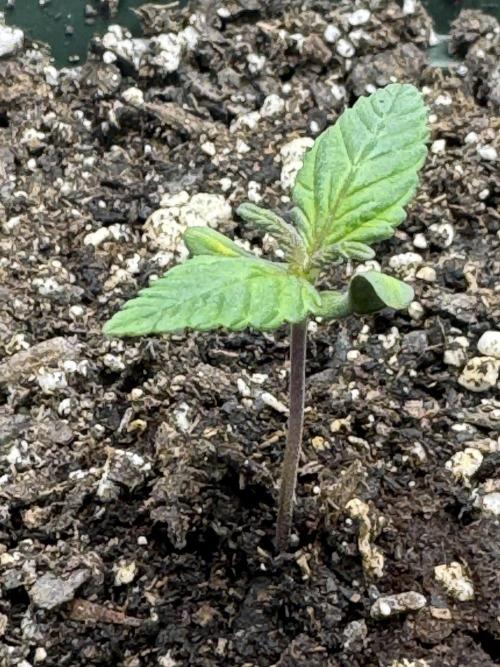 Super skunk lemon g. Week 0 - Plant one 
Lemon G