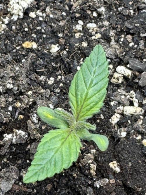 Super skunk lemon g. Week 0 - Plant one 
Lemon g 