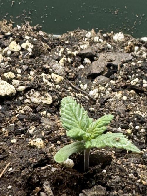 Super skunk lemon g. Week 0 - Plant 2 
Lemon g 

