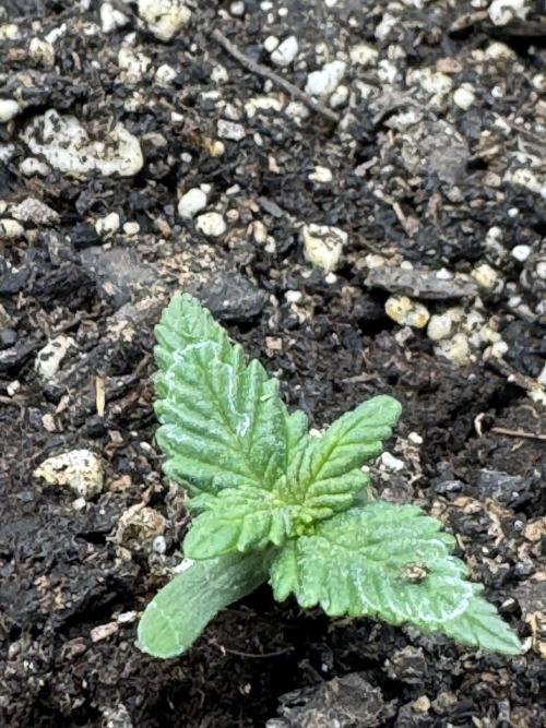 Super skunk lemon g. Week 0 - Plant 2 
Lemon g