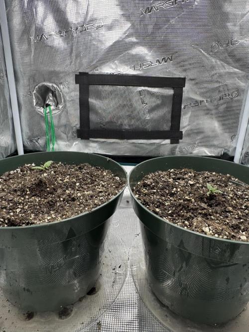 Super skunk lemon g. Week 0 - Neither skunk seed made it to transplant :(  