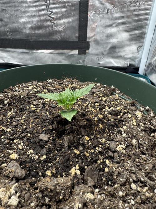 Super skunk lemon g. Week 1 - July 2