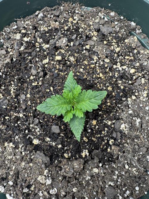 Super skunk lemon g. Week 1 - July 2
