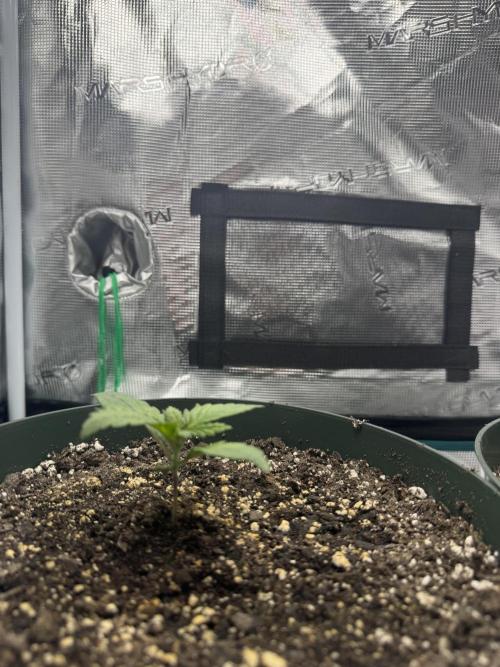 Super skunk lemon g. Week 1 - July 2