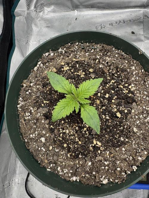 Super skunk lemon g. Week 1 - July 2 