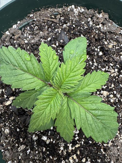 Super skunk lemon g. Week 1 - July 5th water no nutes