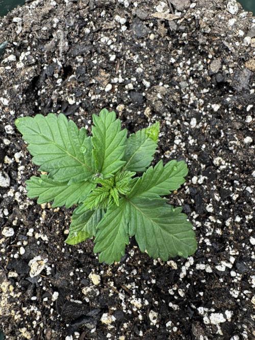 Super skunk lemon g. Week 1 - July 5th watered no nutes