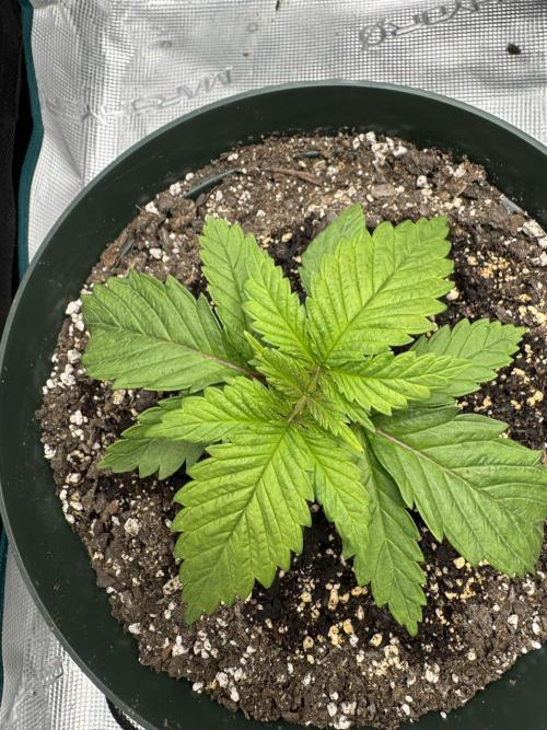 Super skunk lemon g. Week 1 - July 7 