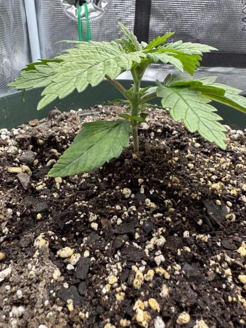 Super skunk lemon g. Week 1 - July 7