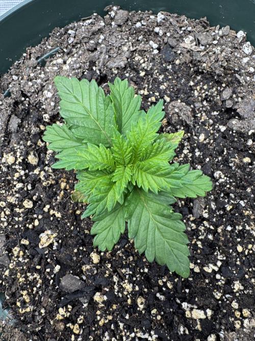 Super skunk lemon g. Week 1