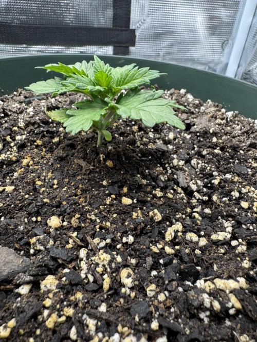 Super skunk lemon g. Week 1