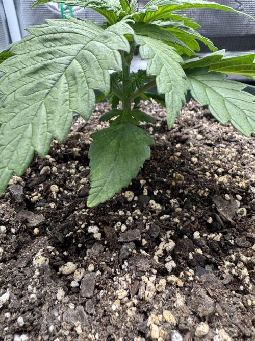 Super skunk lemon g. Week 2 - Day 1 week 2 