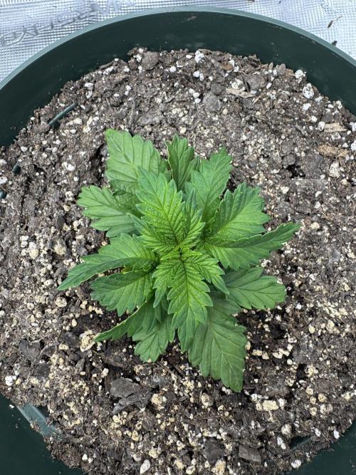 Super skunk lemon g. Week 2 - Day 1 week 2 