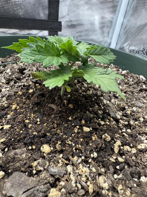 Super skunk lemon g. Week 2 - Day 1 week 2 