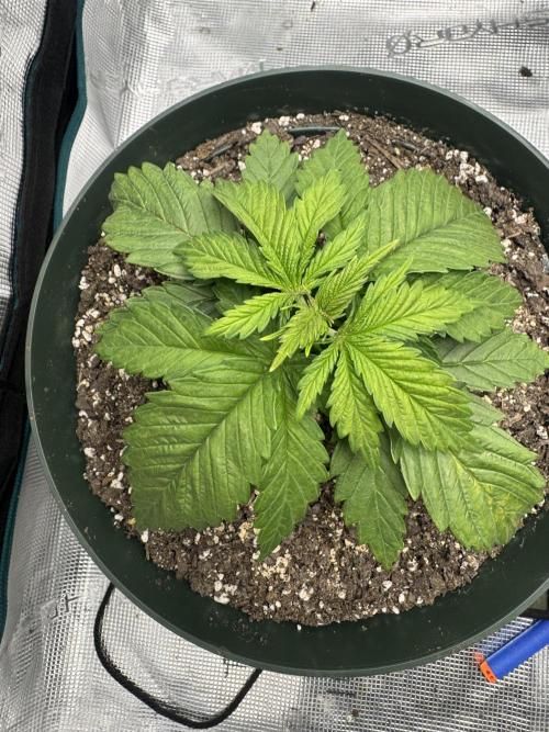 Super skunk lemon g. Week 2 - Day 2 week 2 