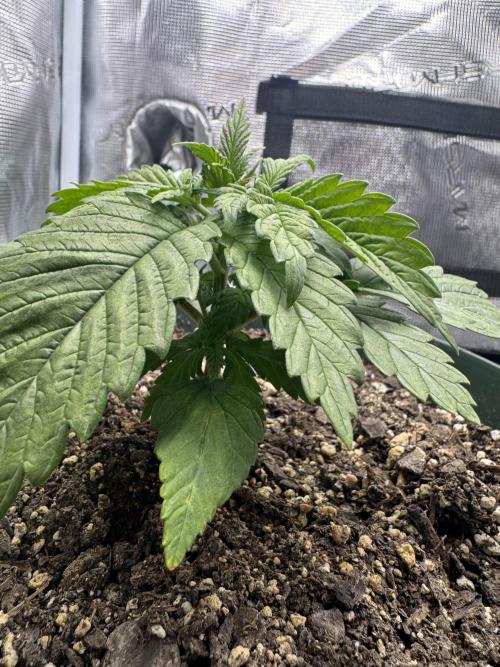 Super skunk lemon g. Week 2 - Day 2 week 2 