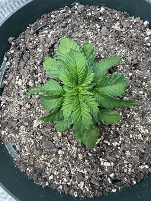 Super skunk lemon g. Week 2 - Day 2 week 2 
