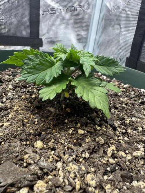Super skunk lemon g. Week 2 - Day 2 week 2 