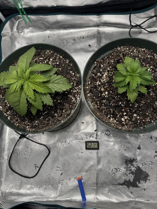 Super skunk lemon g. Week 2 - Fed/watered 1/4 calmag and 1tsp of grow big 
Day 2 week 2 July 10 