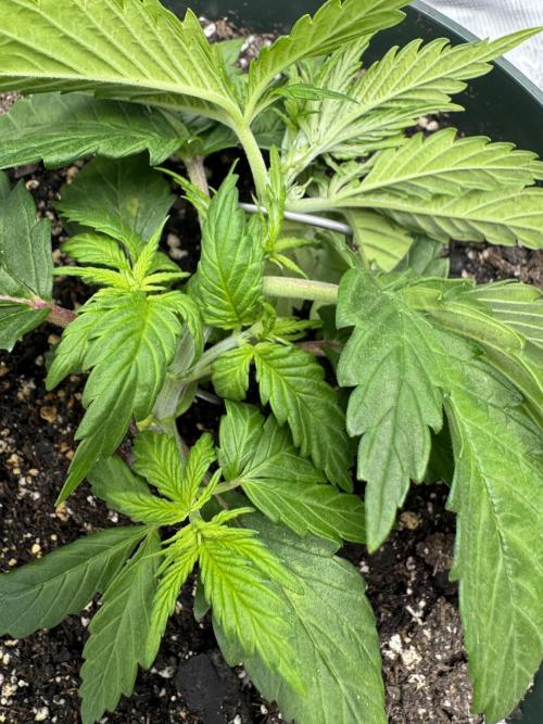 Super skunk lemon g. Week 2 - Trained plant one d3w2