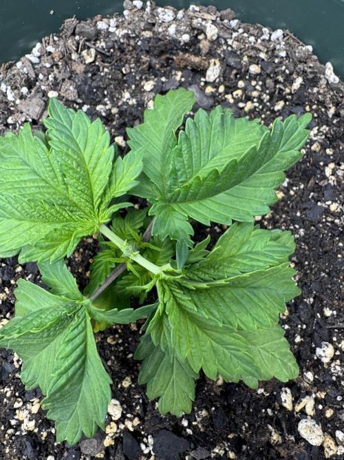 Super skunk lemon g. Week 2 - Topped plant 2 