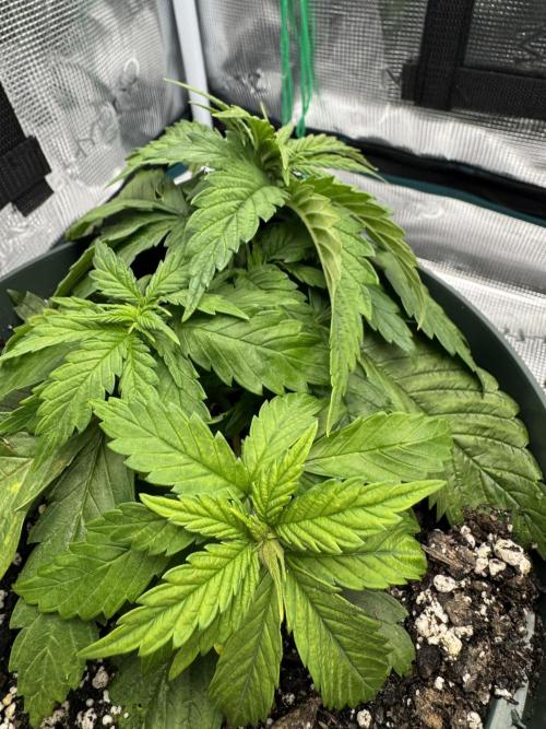 Super skunk lemon g. Week 2 - Day 7 week 2 water 500 ml no feed 