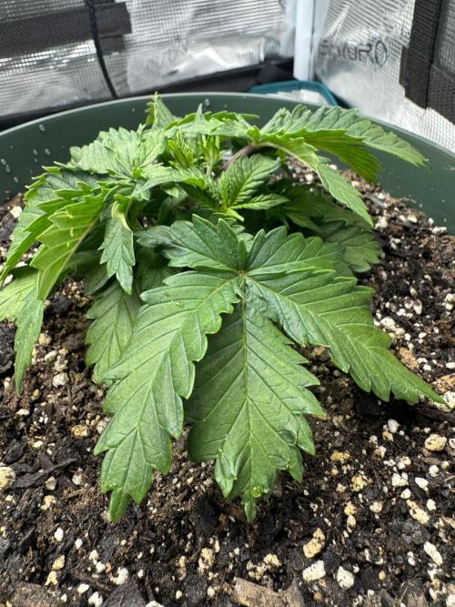Super skunk lemon g. Week 2 - Day 7 week 2 water 500 ml no feed 