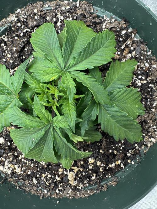Super skunk lemon g. Week 2 - Day 7 week 2 water 500 ml no feed 