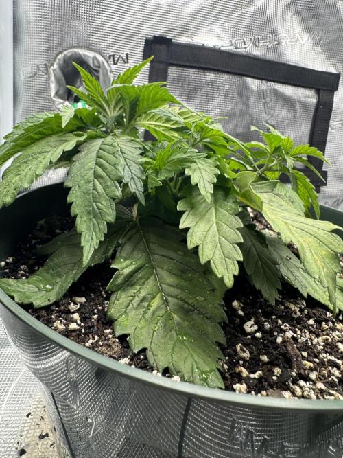Super skunk lemon g. Week 2 - Day 7 week 2 water 500 ml no feed 